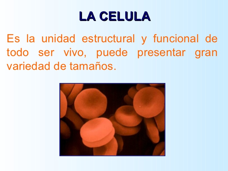 LA CELULA Es la unidad estructural y funcional de todo ser vivo, puede presentar gran variedad de tamaños. 