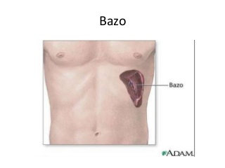 Fisiologia del bazo