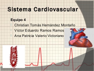 Anatomia del corazon