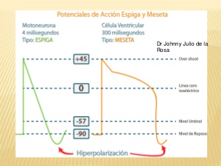 Ciclo cardiaco, corazon como bomba