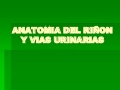 Anatomia riñon
