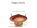 Vejiga urinaria
