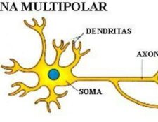 neuronas multipolares