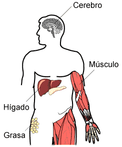 different tissue types in body