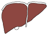 liver icon